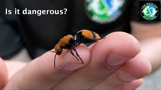 The Infamous COW KILLER! Is the Velvet Ant Dangerous? (ft. @MyWildBackyard)
