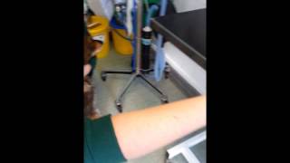 How To Check your pet for Fleas