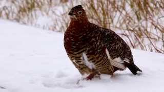 Vocalizing Willow Ptarmigan, Toolik Lake