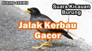 Jalak Kebo Isin Burung Perkututut Lagu Mp3 Video Mp4 3gp Waptrick