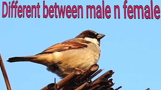 What is different between male and female sparrow