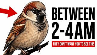 What Happens in Your Yard Between 2AM-4AM That Birds Don't Want You to See