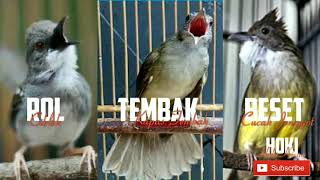 Rentetan Vs Ciblek Lagu Mp3 Video Mp4 3gp Waptrick