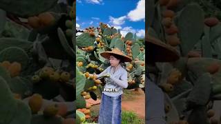 Smart Farming Trick: Growing Prickly Pear Cactus Without Seeds 🌵