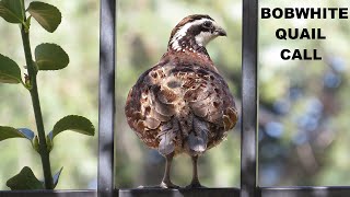 Male Northern Bobwhite Quail Call ~ Song ~ Sounds ~ Whistle ~ Found in California