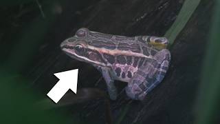 Finding Cool FROGS at Night