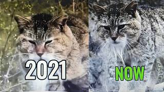 Where Are These Legendary Cat Memes Now? 💔😿 | Then vs Now 2026