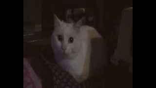 Clio.MP4