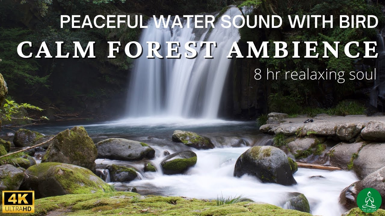 пёџ Relaxing Water Sound With Bird Forest Ambience Sleep Music Water