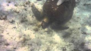 turtle fart