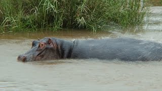 Hippo Sounds From Kruger National Park | Kruger Park Sightings | Amazing Hippopotamus Videos