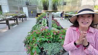 What I’d Plant Right Now (Heat-Proof Plants That Thrive All Summer!)