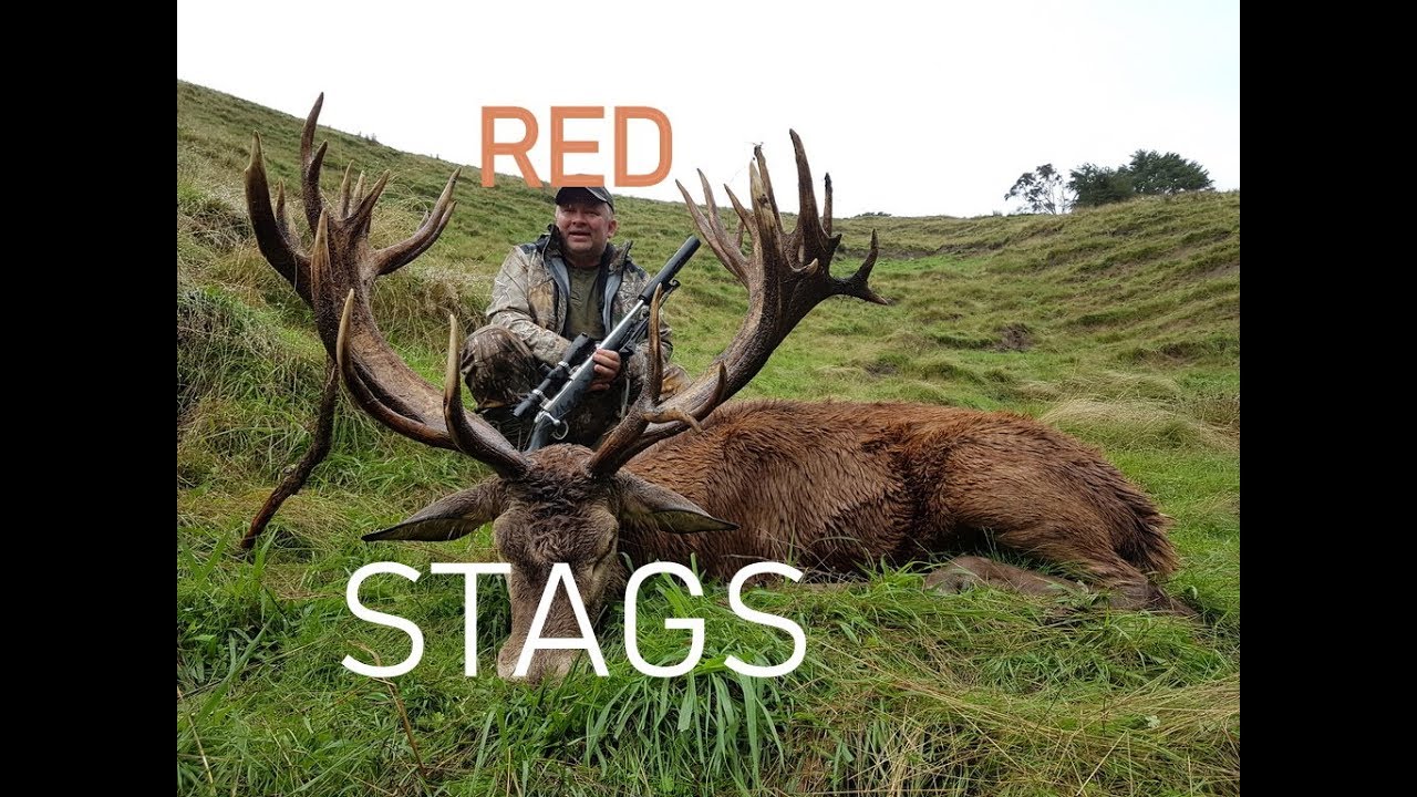 Red Stag Youtube - Amazing Sunset Picture - Mobile