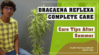 Song of India Plant Care (in Hindi) || Dracaena Reflexa || "World Environment Day"
