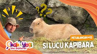 Kak Yogi The Explorer: The Cute Capybara