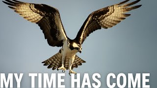 MY TIME HAS COME