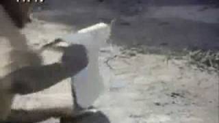 باشو به تو می گوید