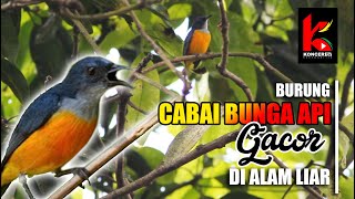 Suara Burung Cabai Bunga Api Lagu Mp3 Video Mp4 3gp Waptrick