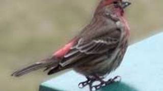 House Finch - HD Mini-Documentary