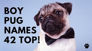 Boy Pug Names Suggestions - 42 TOP & CUTE Ideas | Names