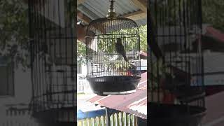 Burung Anis Kuning Lagu Mp3 Video Mp4 3gp Waptrick