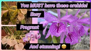 Must have orchids!! They&rsquo;re easy, fragrant and gorgeous!!! 