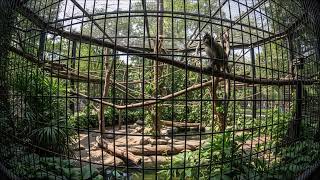 Monkey Sound Effect | Animal Sounds