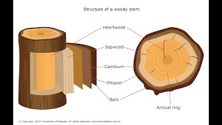 Internal structure of wood | Wood Anatomy |  Heartwood & Sapwood | Xylem and phloem