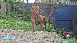 Pitbull Girl #lekthebestkennel