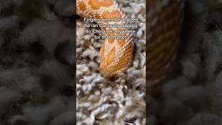 Reptile - Fuzz Finger