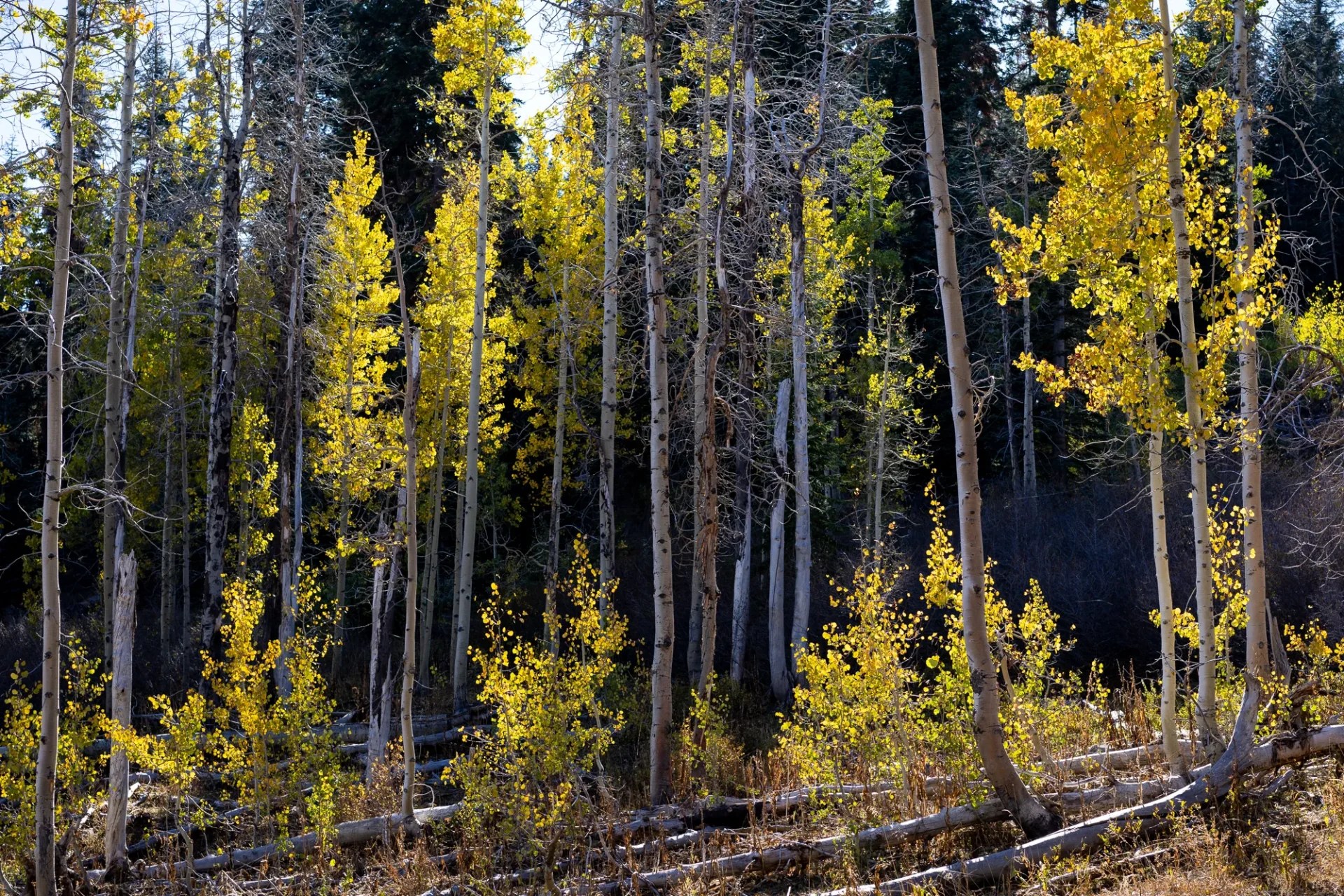 Salmon & Packer Creek Aspen Restoration Project Tour 8/21/26