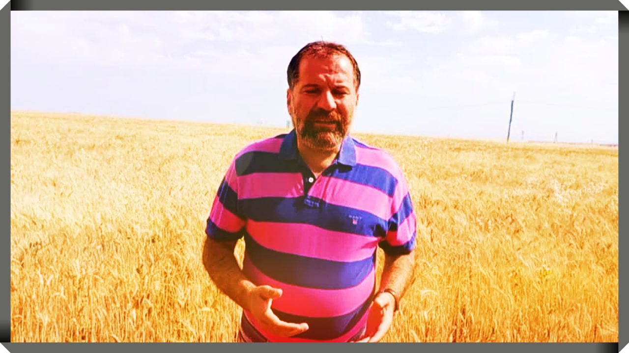 TMO bu yıl sadece 3,5 milyon ton buğday alımı yapacak