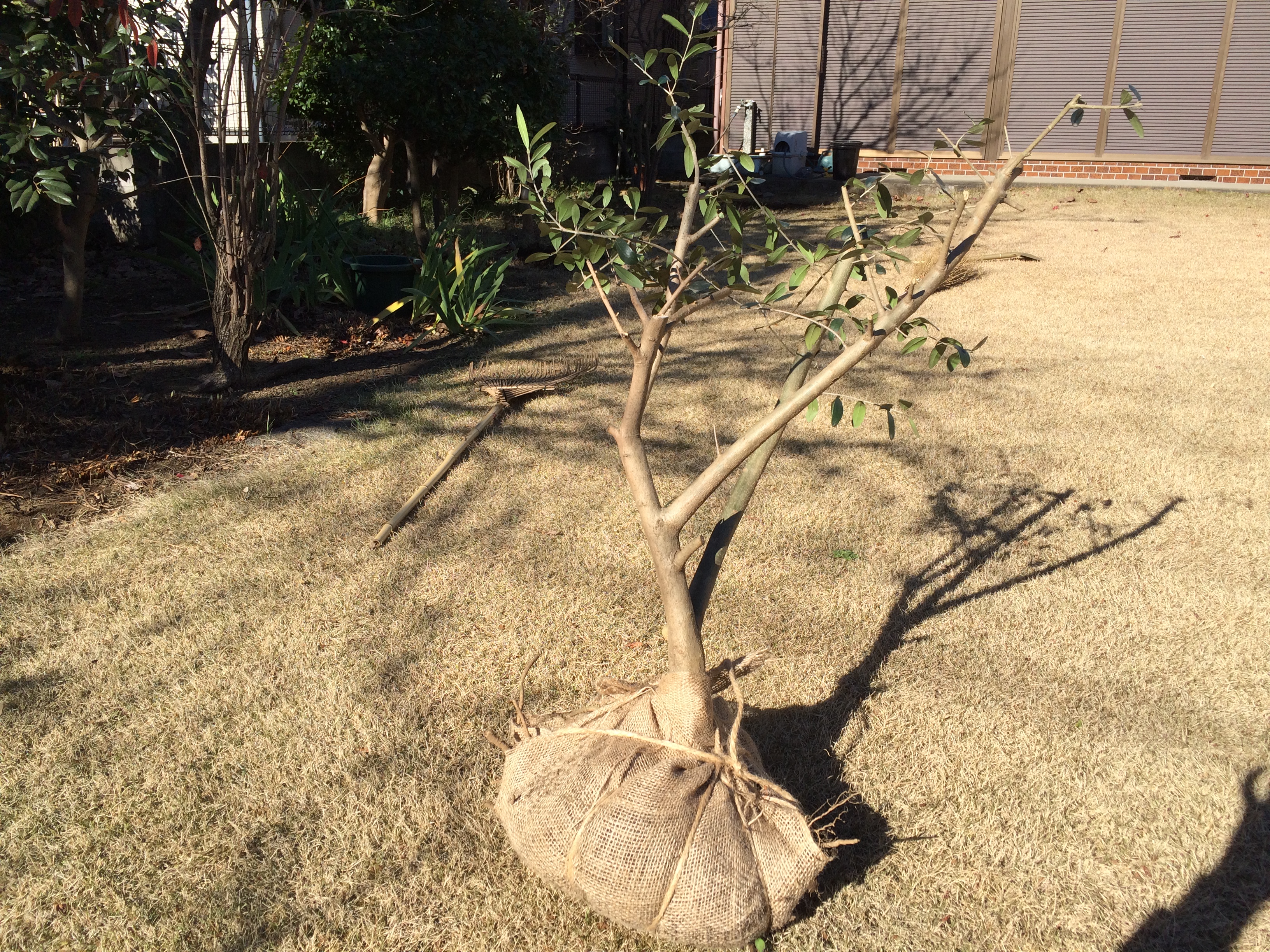 オリーブの根巻き 樹木移植の前に 価格明確 頼みやすい 庭師が世田谷区でお庭の手入れ 有樹造園