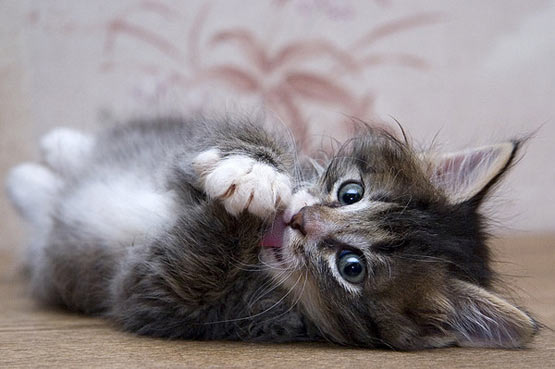 Gratis Download Gambar Cara Merawat Anak Kucing Anggora Tanpa Induk Tongkis Gambar Gratis Terkeren by Lampunghits.com