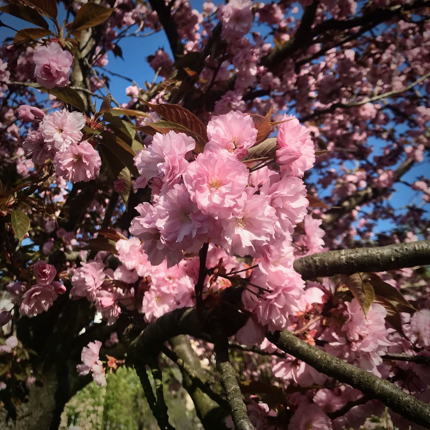 柏林櫻花大道TV-Asahi-Kirschblütenallee