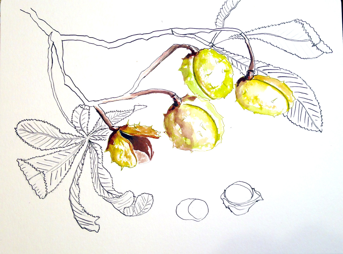 Kastanienbaum Stock Illustrationen Vektoren Kliparts 83 Stock Illustrationen