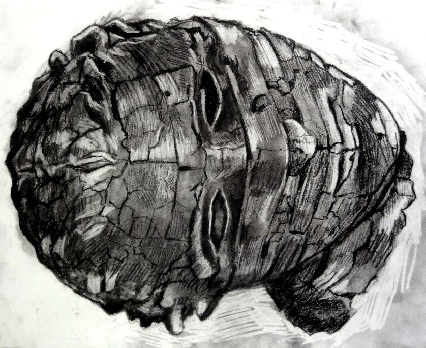 Study. Charcoal on heavyweight drawing paper. 14 x 17"