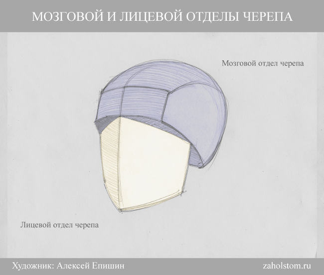 схема головы рисовать
