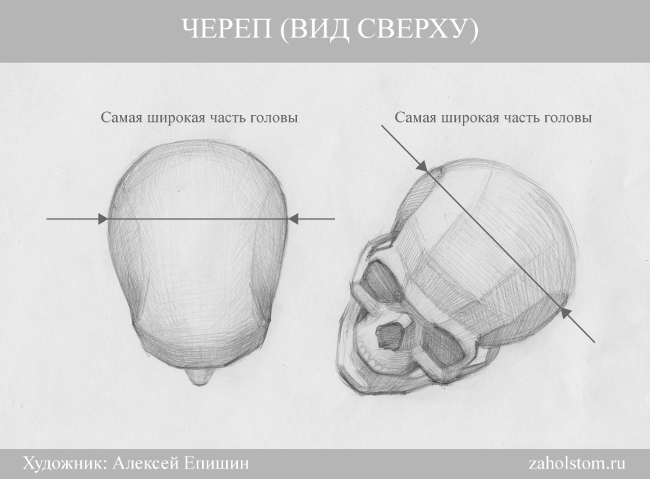 как нарисовать человеческую голову