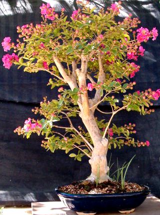 This plant no longer exists. Judas Tree Cercis siliquastrum outdoor bonsai tree seeds