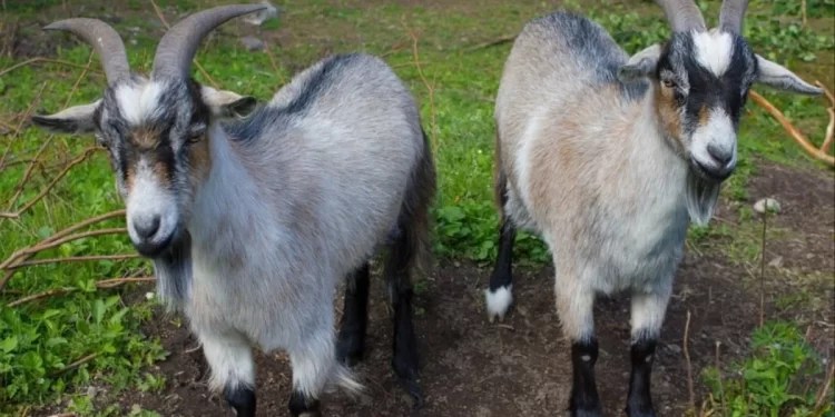 Married Doctor Skips Traditional Court After Forcing Girlfriend To Abort And Offering Two Goats As Compensation