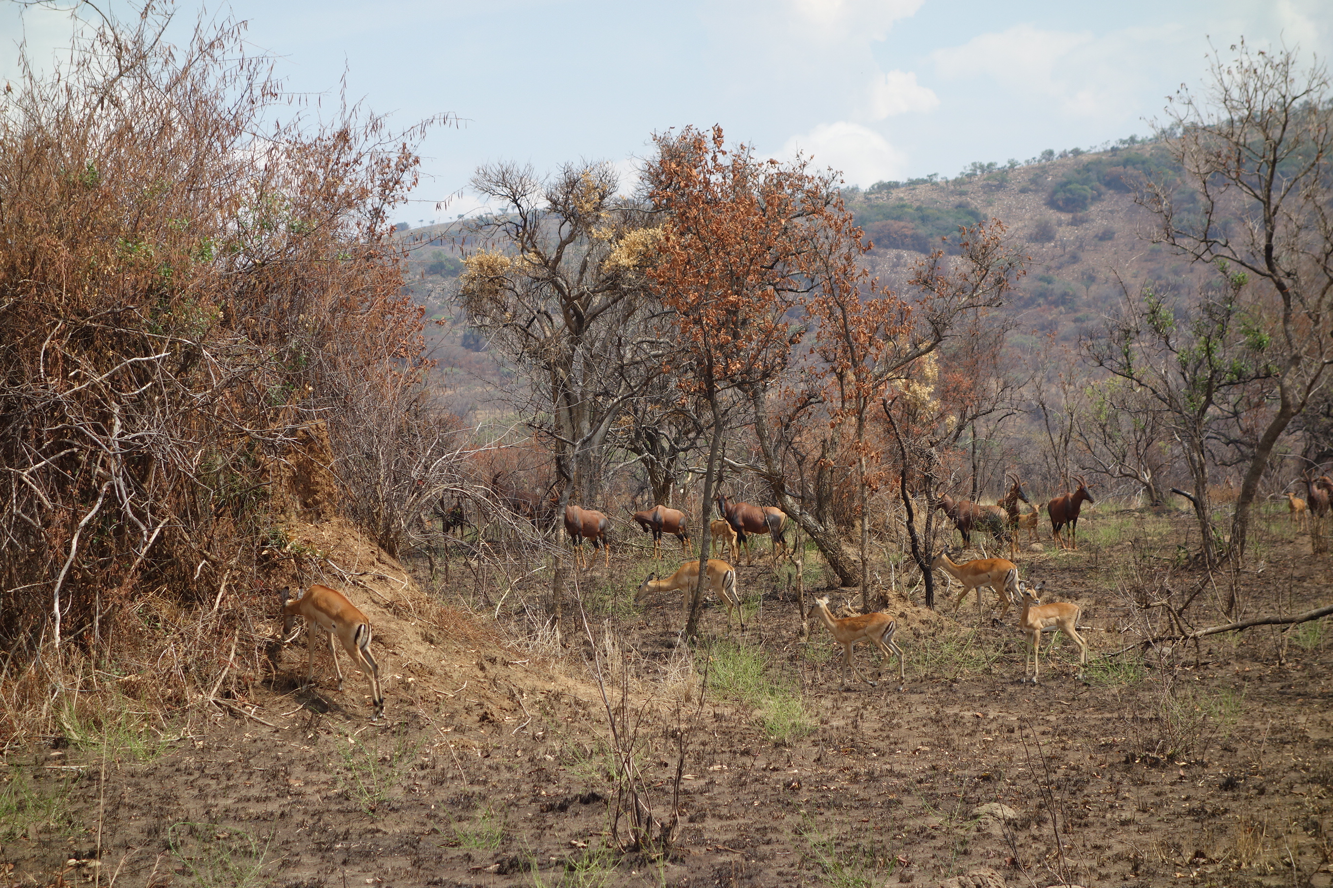 Wildlife in Akagera 2 ©Zandra