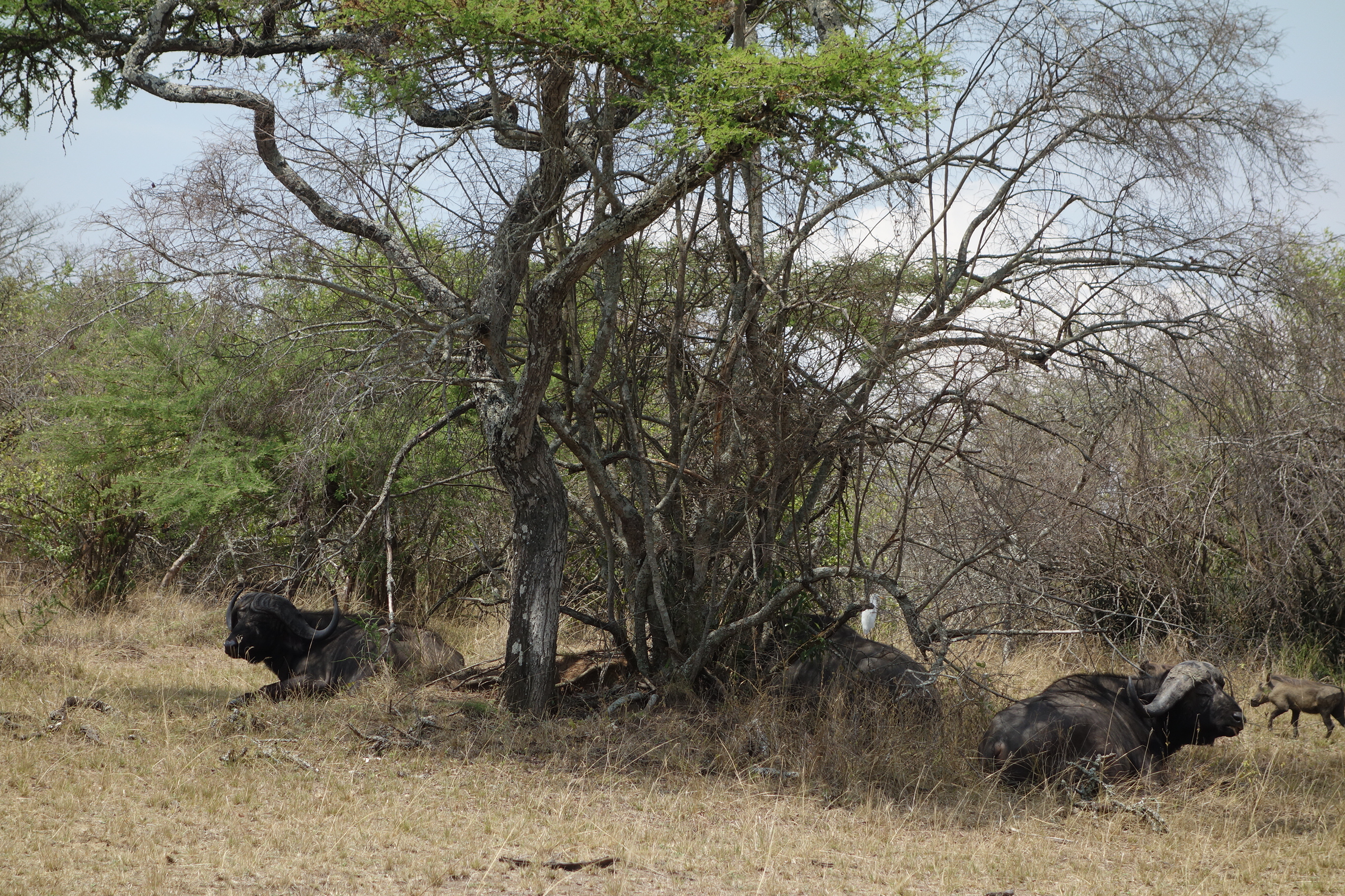 Wildlife in Akagera ©Zandra