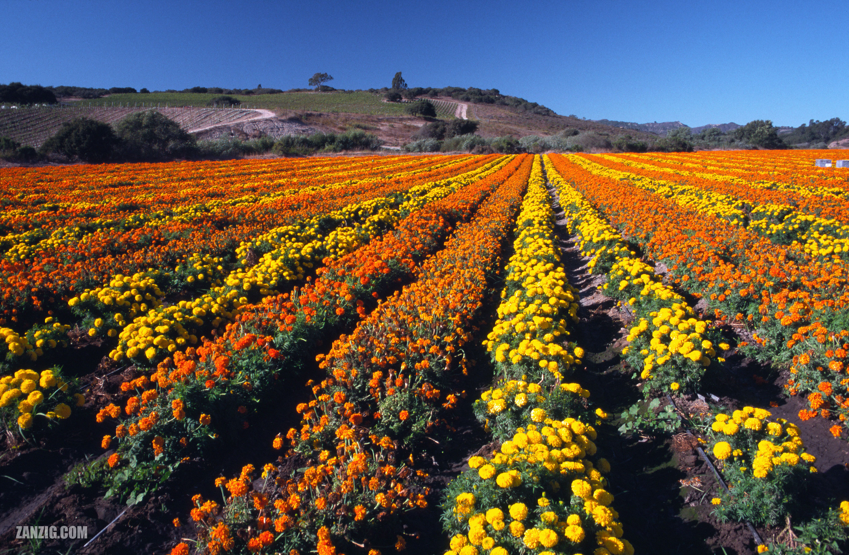 Flower Field, Lompoc, California – Zanzig.com Photo Hub