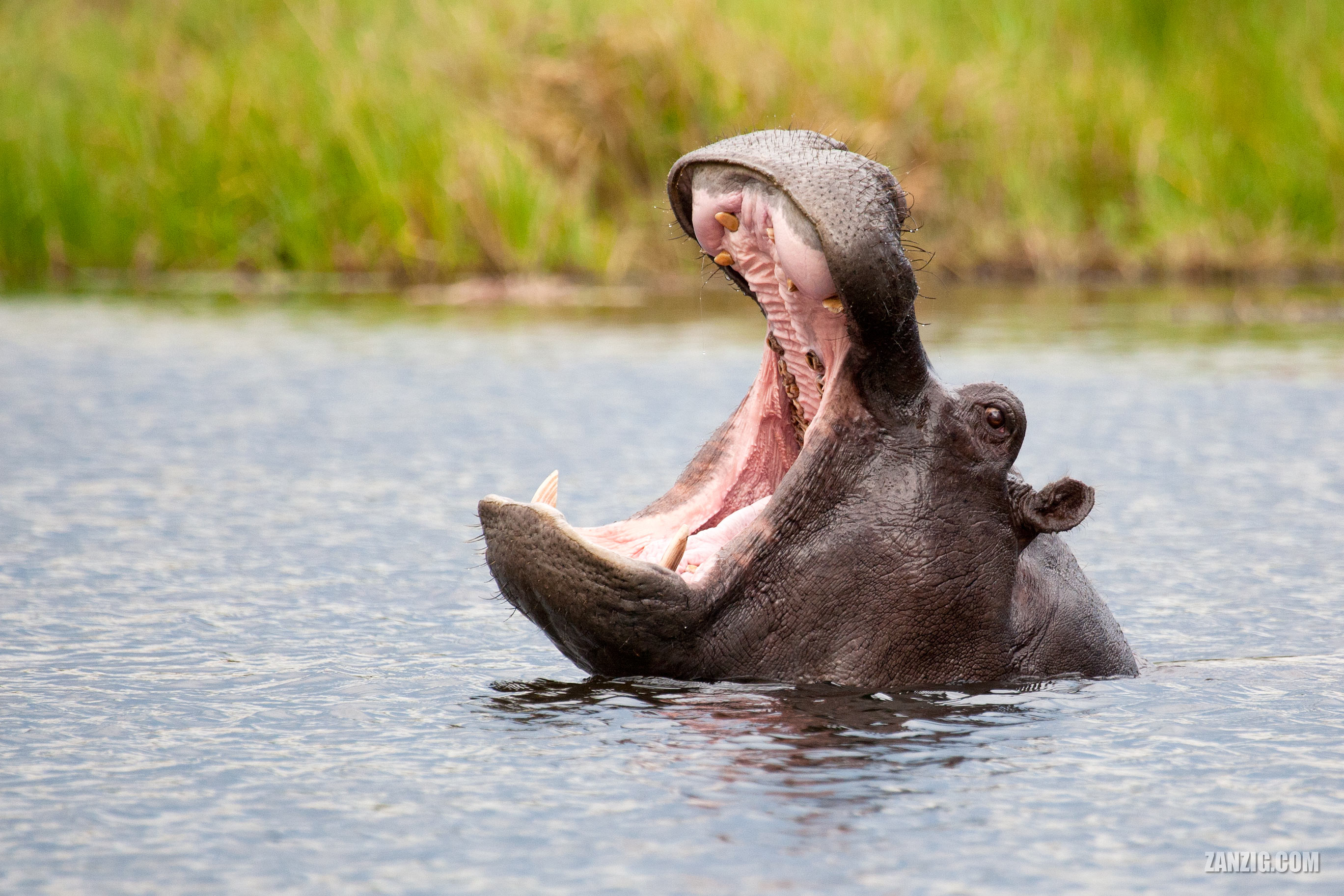 Hippo, Okavango Delta, Botswana – Zanzig.com Photo Hub