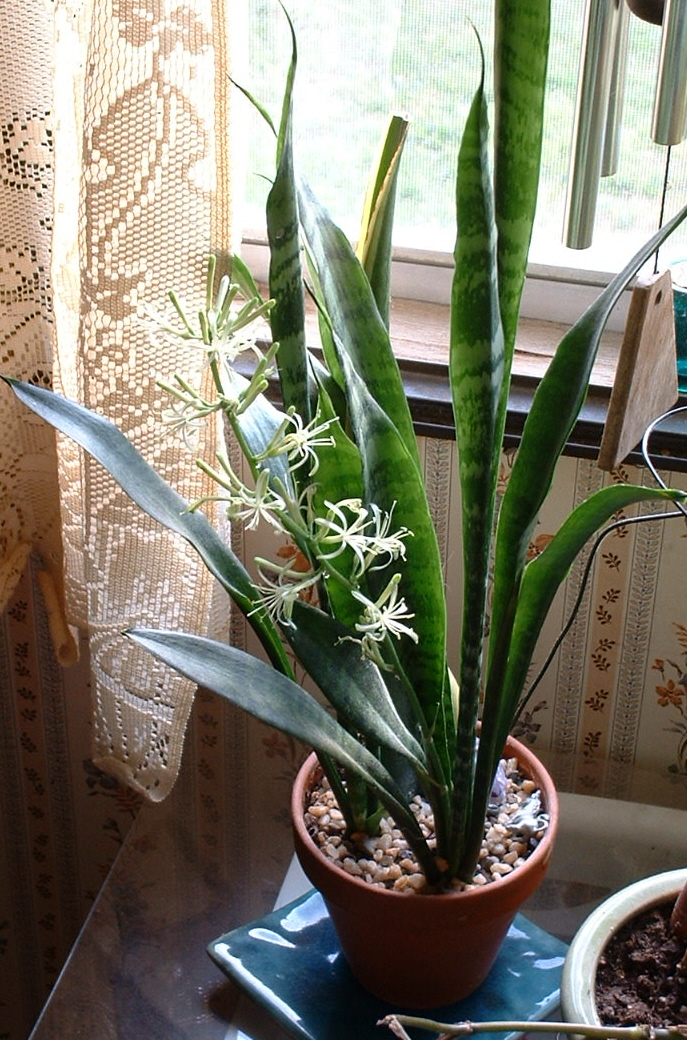 pla