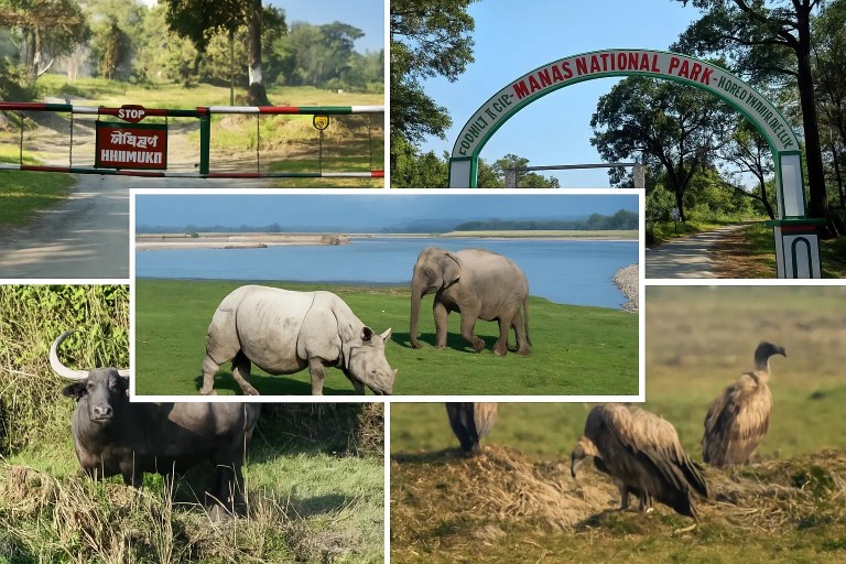Hero image showing national parks of Assam with rhinos, forest, and riverscape