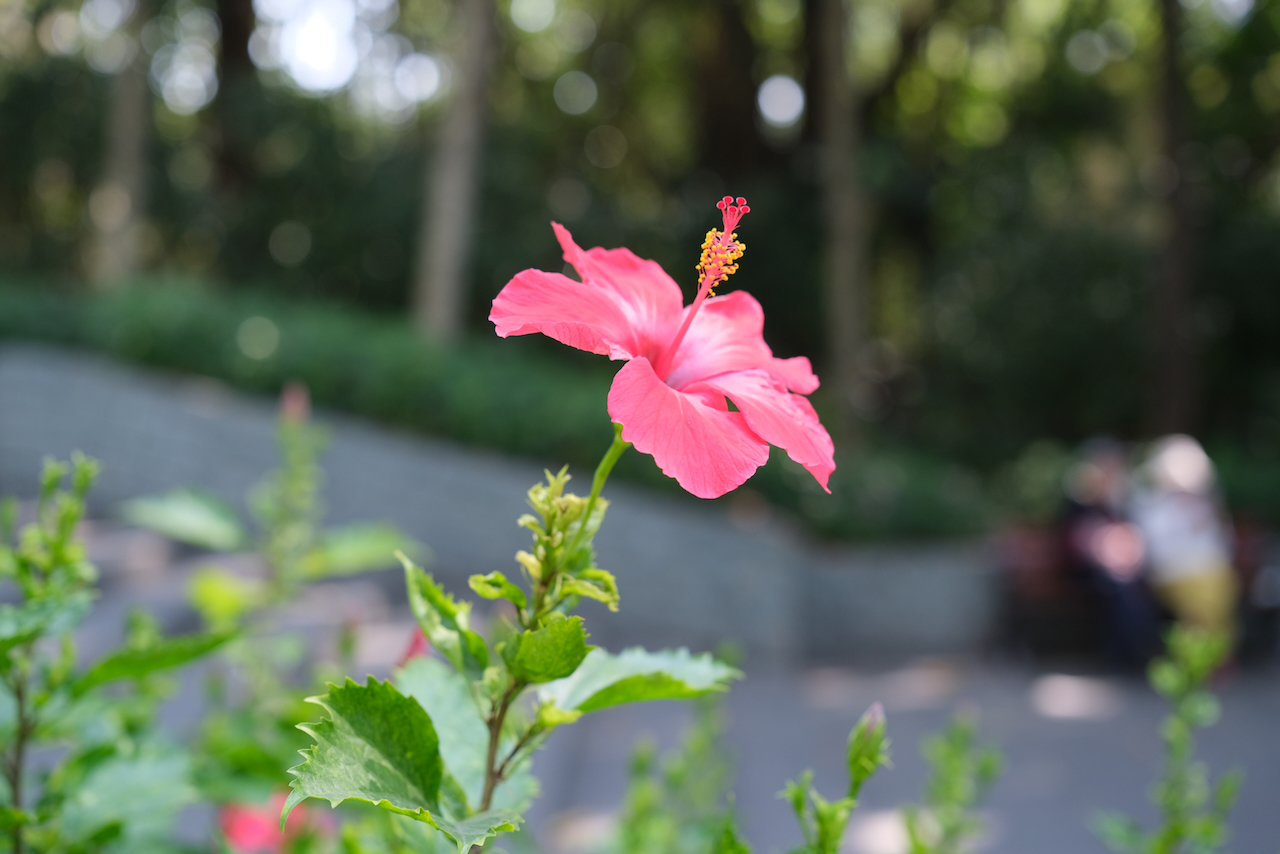 园博园·花儿