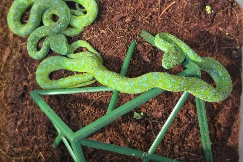 Detienen en Alemania a mexicano que transportaba 90 reptiles ocultos en botellas y calcetines