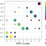 Guided Clustering With NMF • Singlet